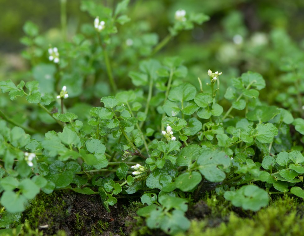 Bittercress weed