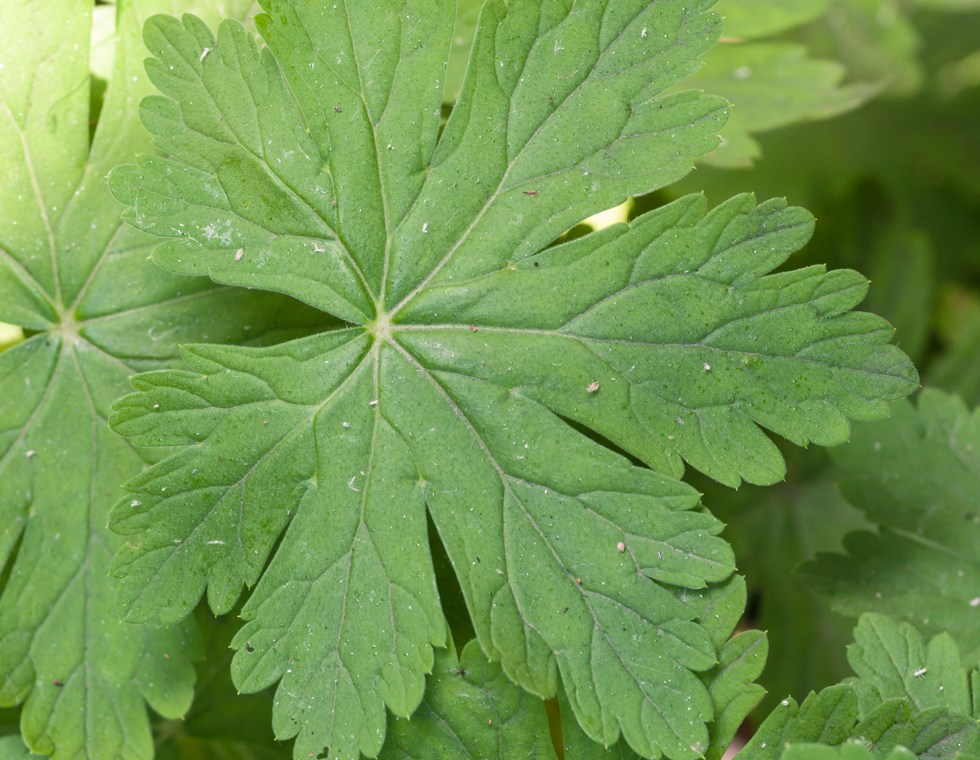 Carolina Geranium