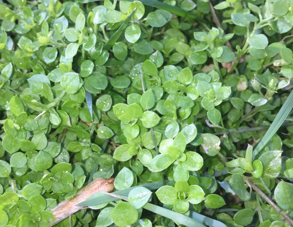 cooler-weather-weeds