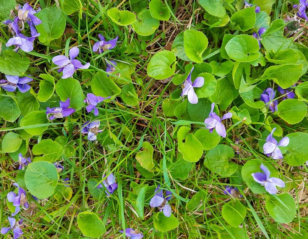 Wild Violet