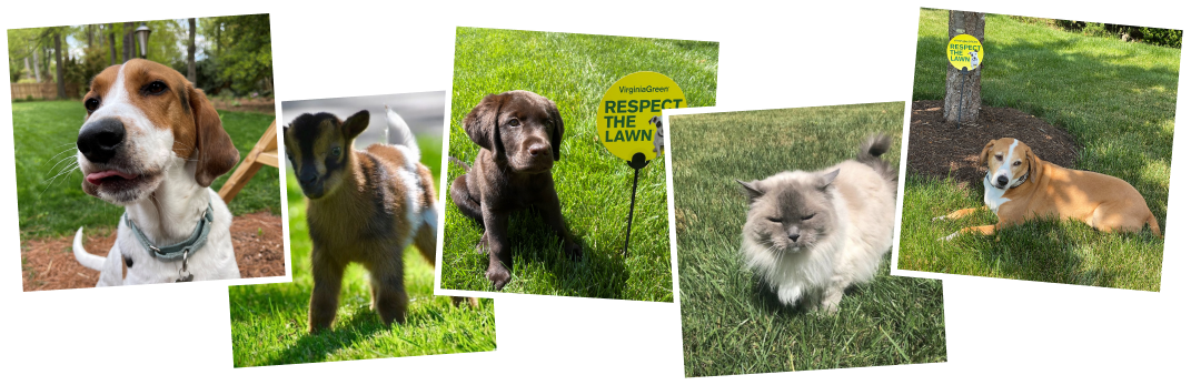 banner of images of pets