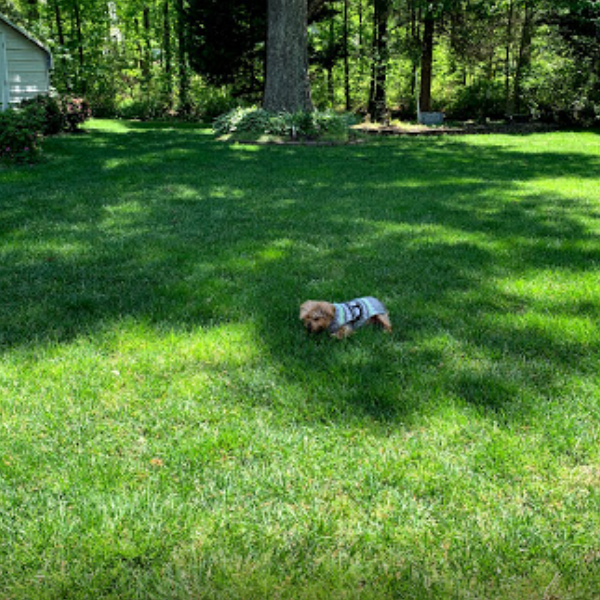 Dog on customer's green lawn