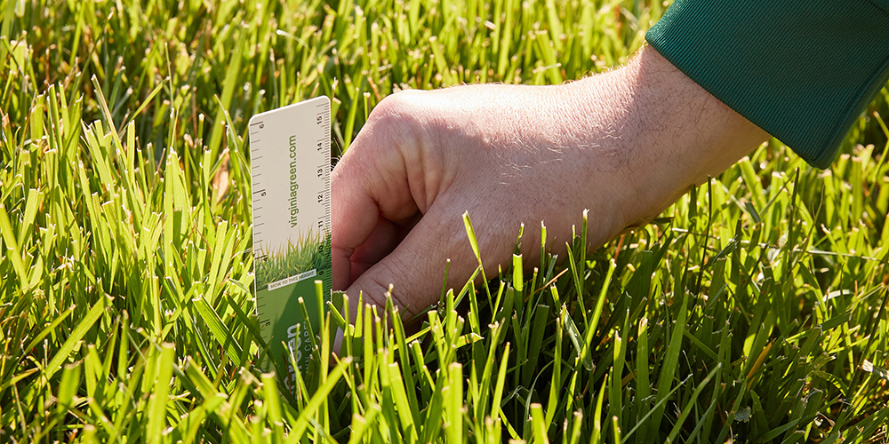 Person measuring grass length