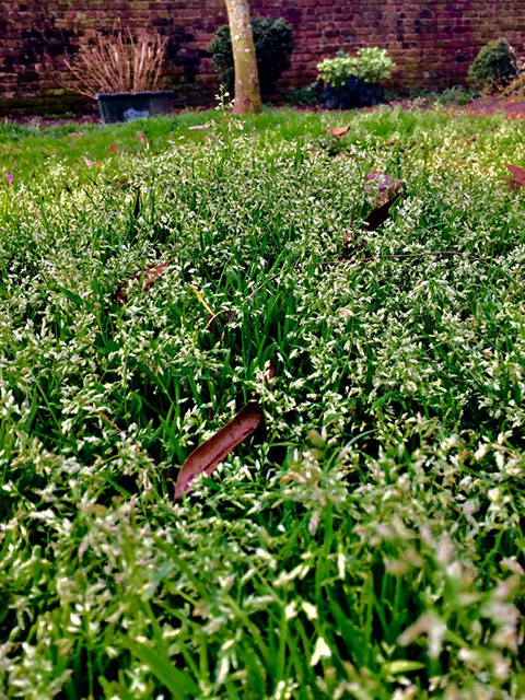 Poa Annua Seedling