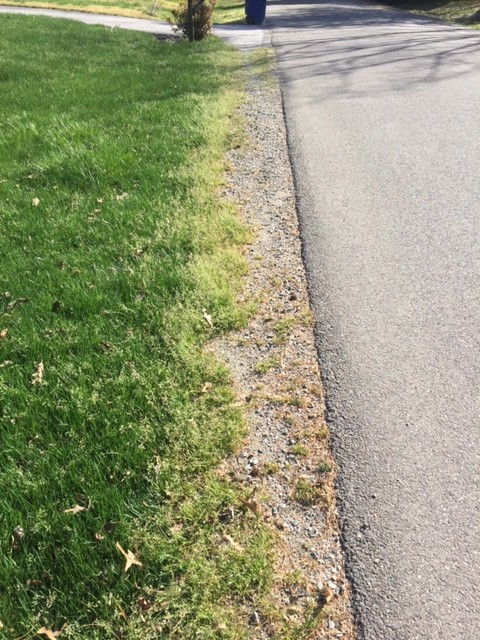 Poa Annual Along Road