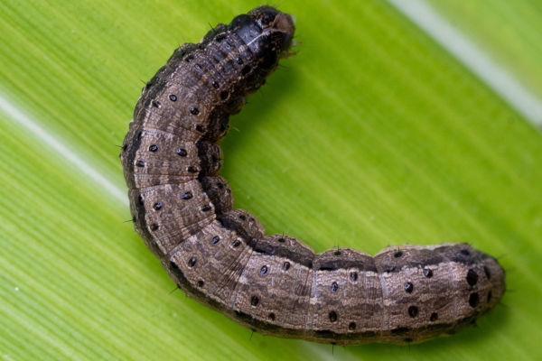 close-up-image-of-a-fall-armyworm