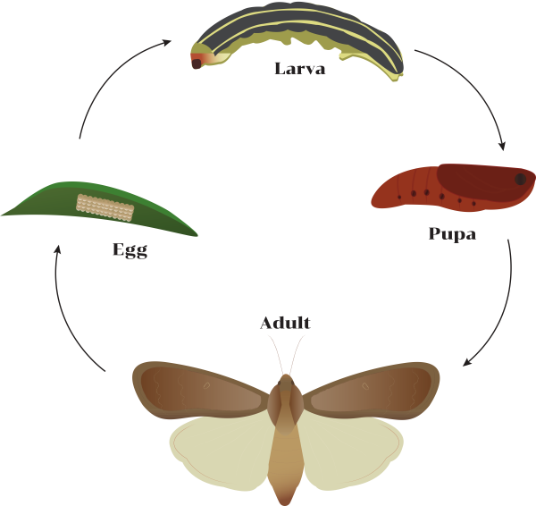 illustration-of-the-armyworm-life-cycle