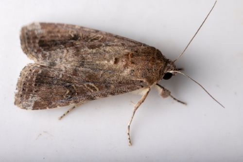 fall-armyworm-moth