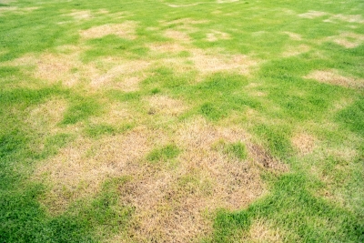 brown-spots-in-a-vibrant-yard