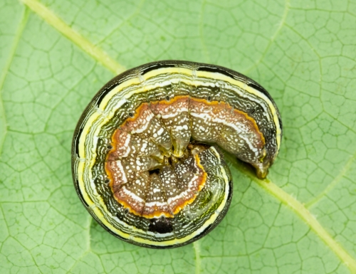 an-armyworm-on-a-leaf