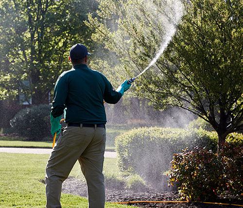 Tree and Shrub Care