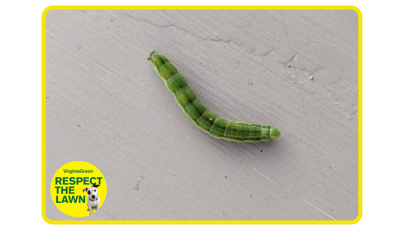 Cankerworms on tree leaves in Virginia