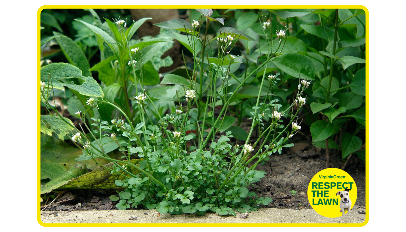 Bittercress Guide | Virginia Green