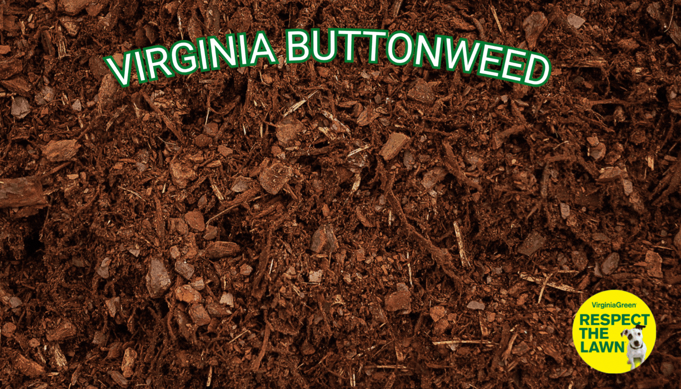 Virginia Green animated lawn care banner