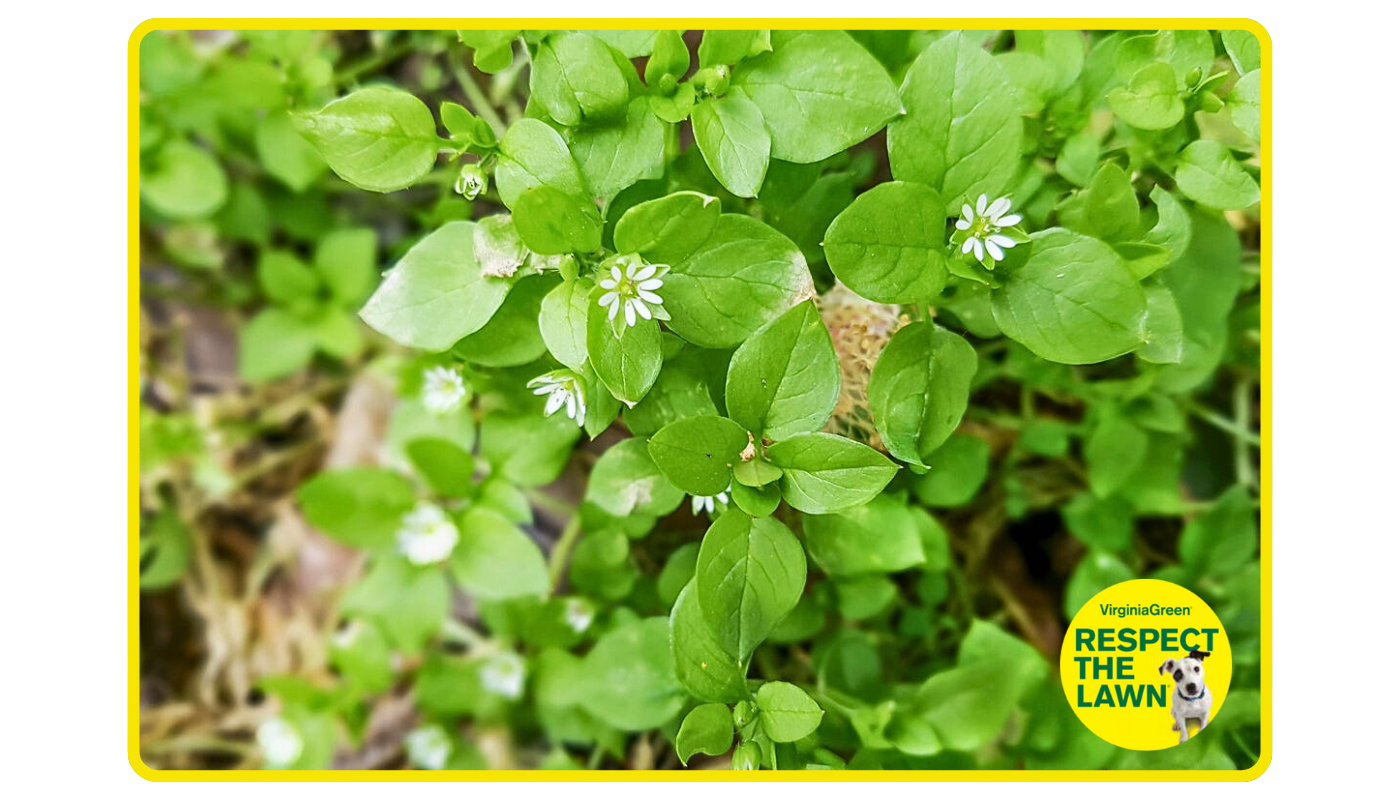 Common weeds in a Virginia lawn