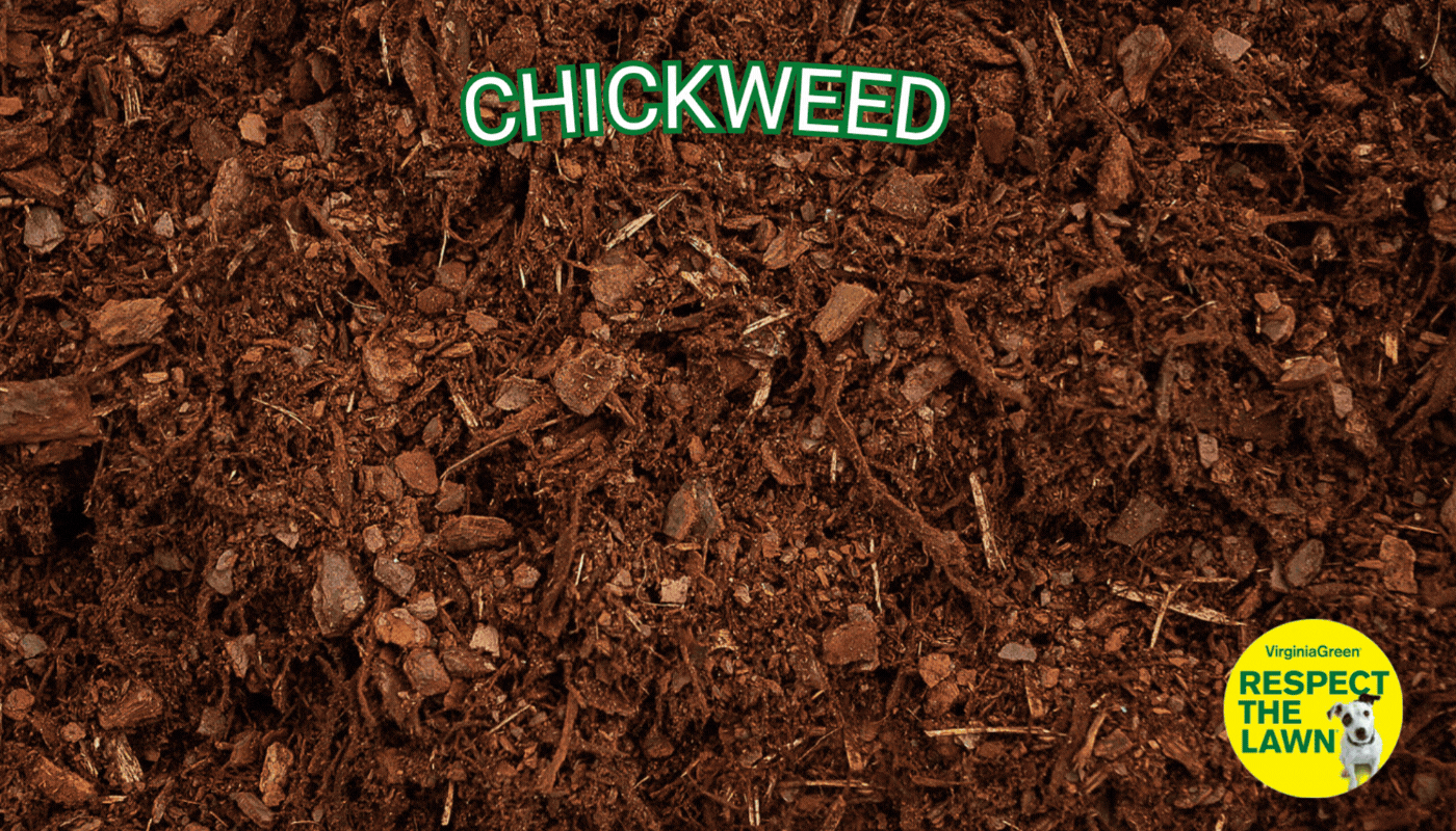 Virginia Green animated lawn care banner