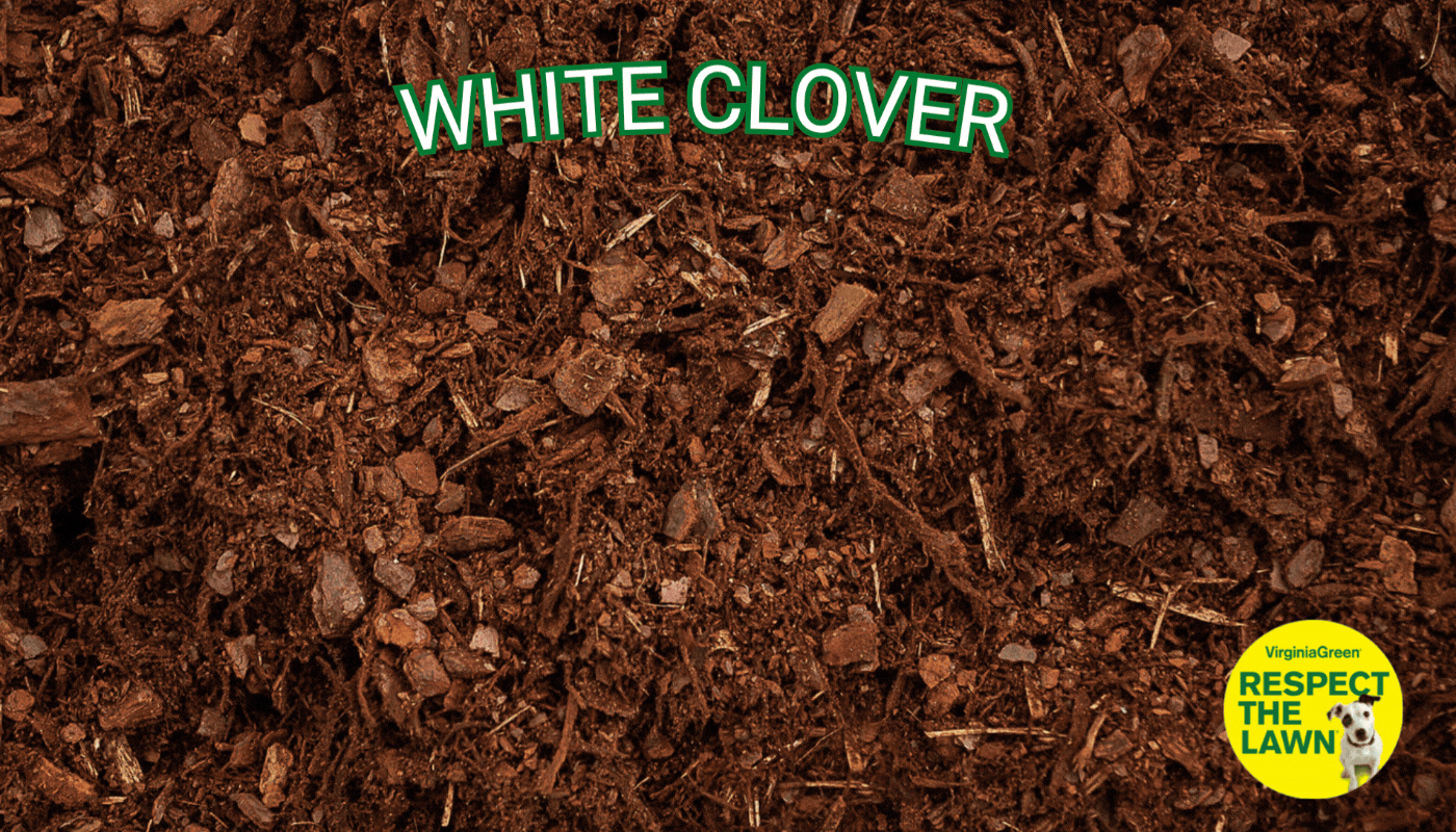 Virginia Green animated lawn care banner