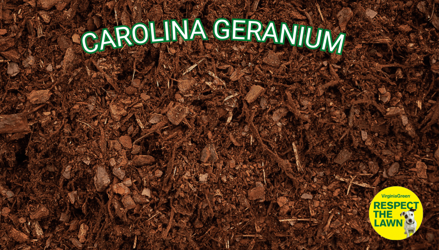 Virginia Green animated lawn care banner