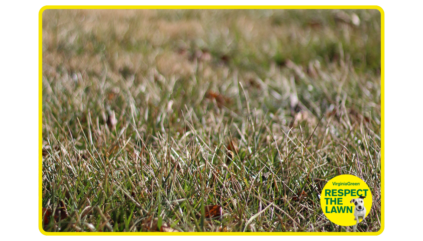 Winter Lawn Care Middle Image