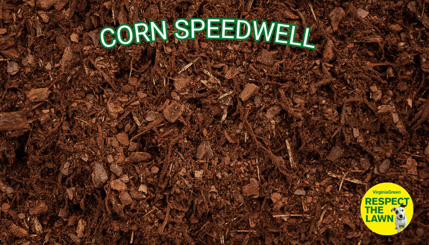 Virginia Green animated lawn care banner