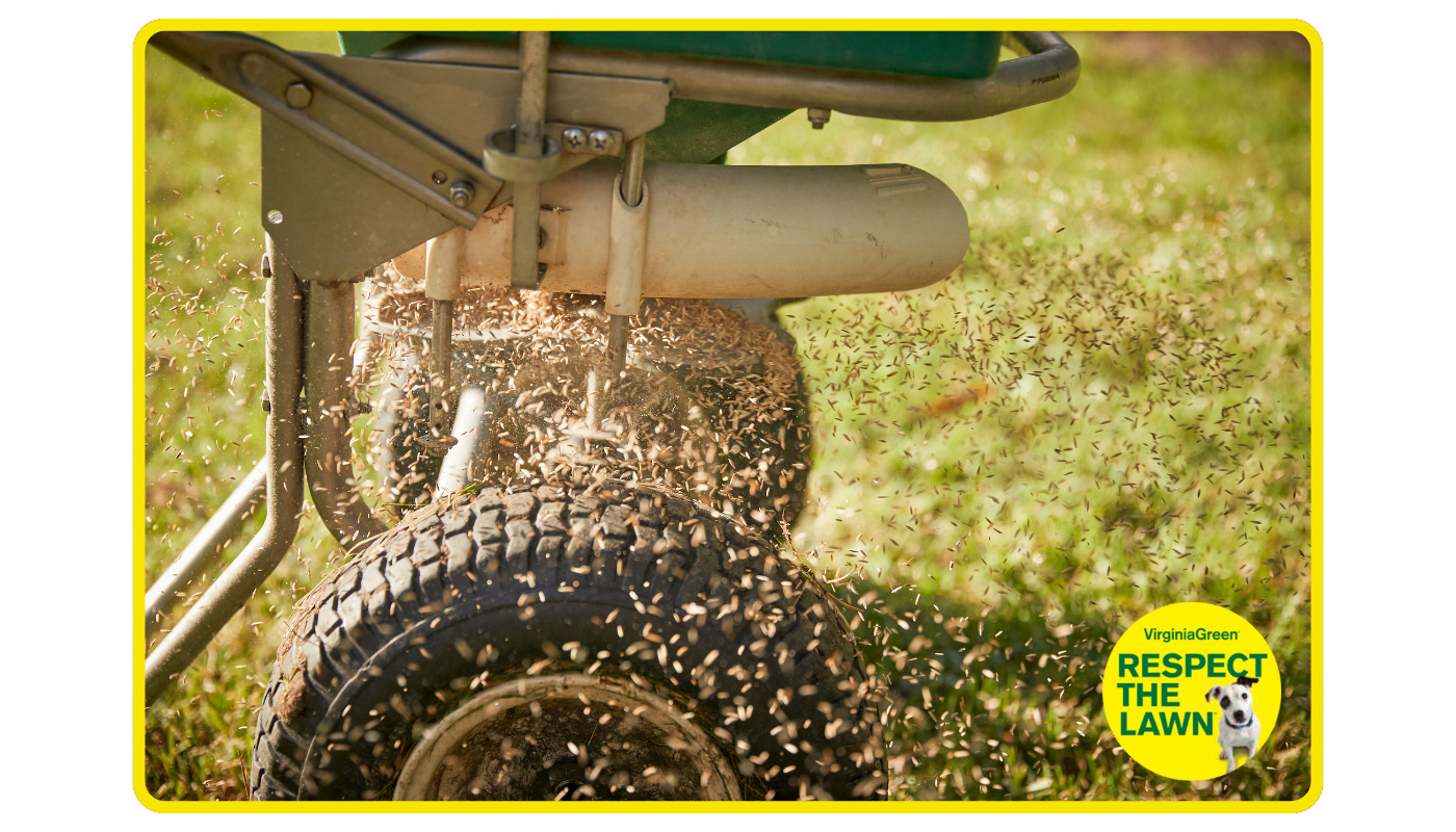 Virginia Green team double-core aeration and overseeding