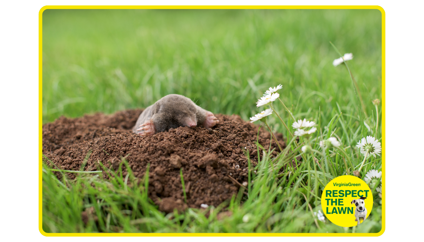 Mole in lawn