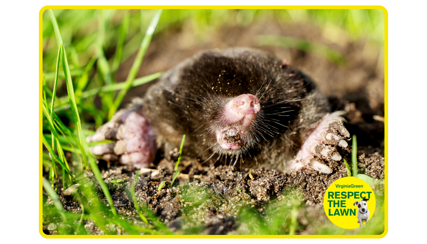 Mole tunneling example