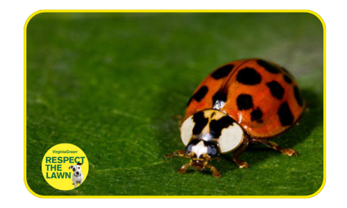 Asian Lady Beetle