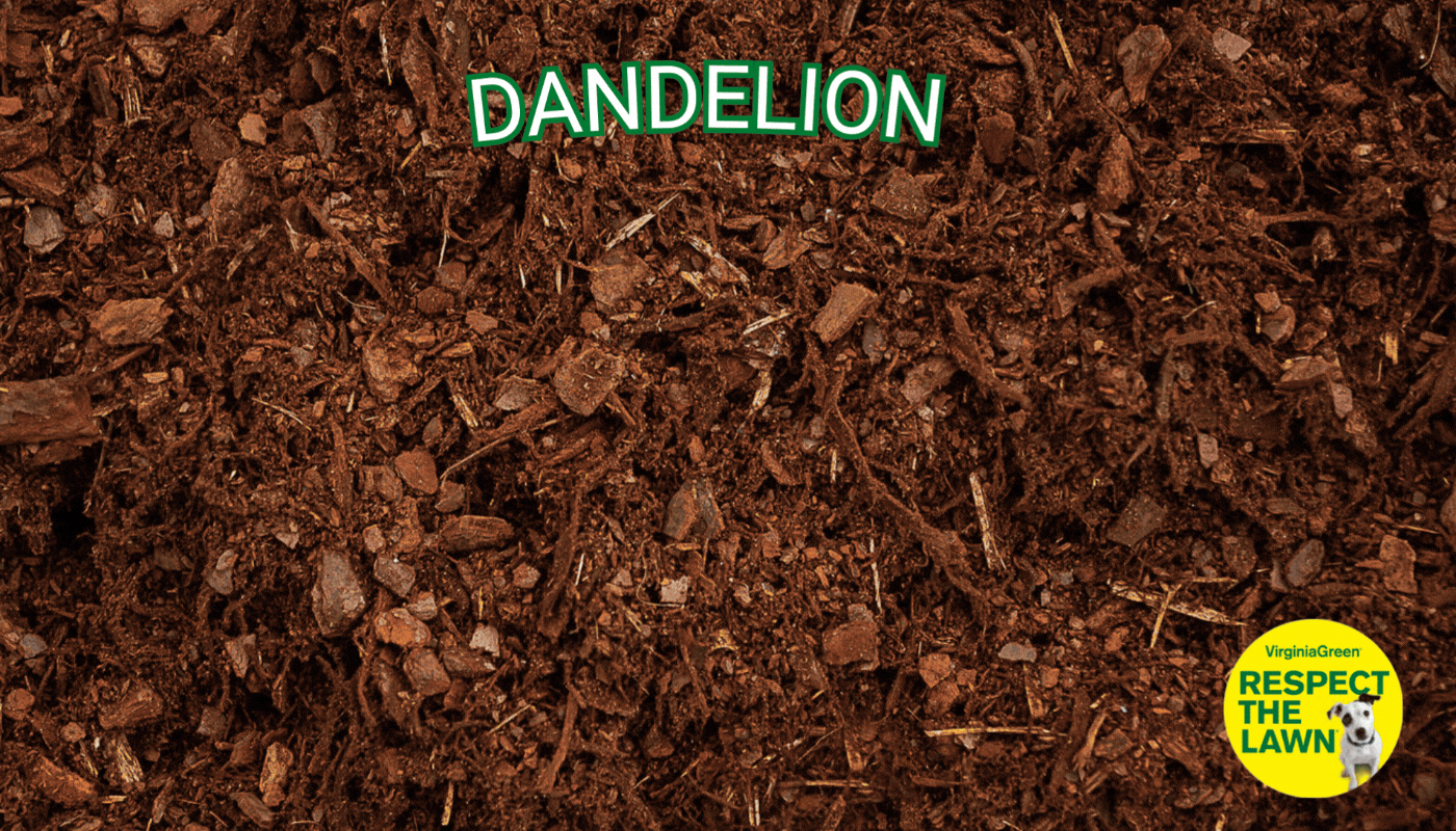 Virginia Green animated lawn care banner