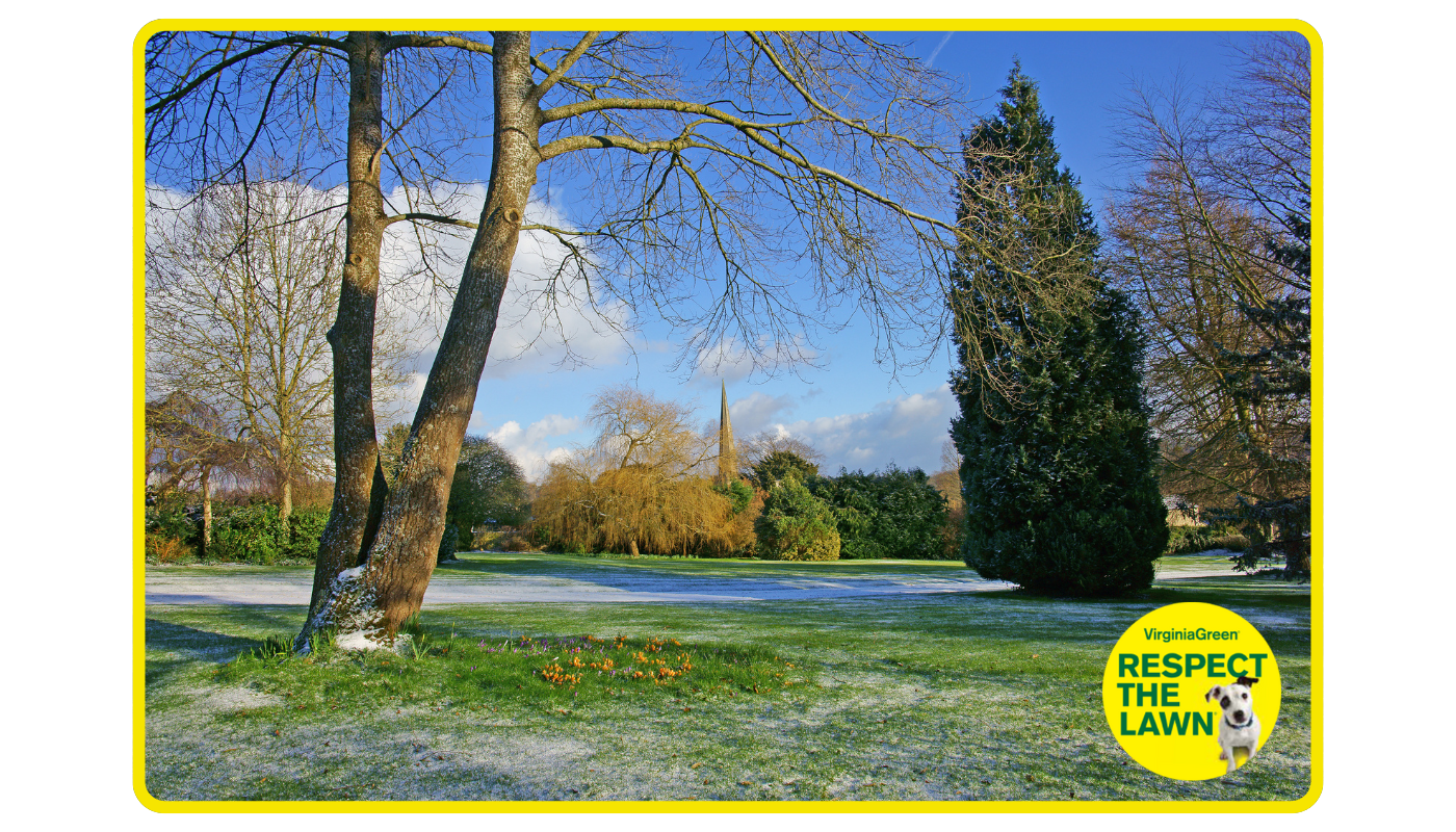 How to Fight Winter Weeds for a Better Lawn in Spring