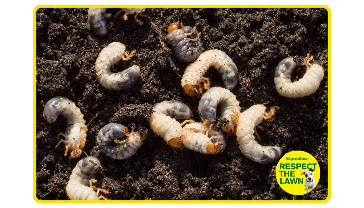 How to Get Rid of Grubs in Lawn and Prevent Future Damage