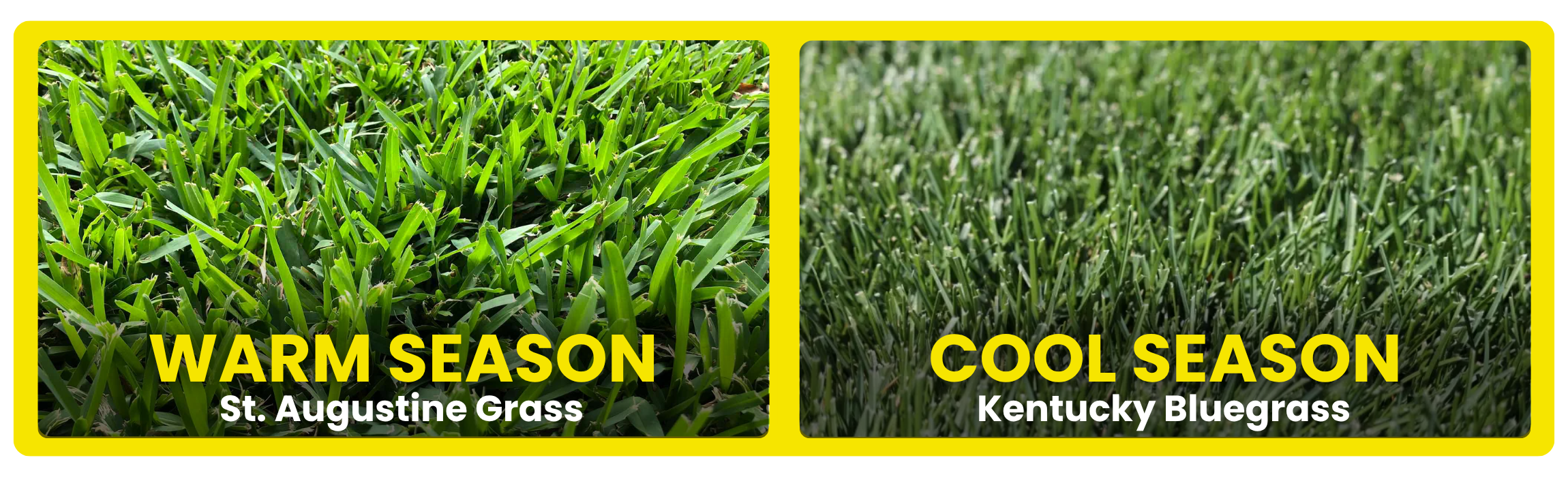 Proper lawn care starts with choosing the right grass type