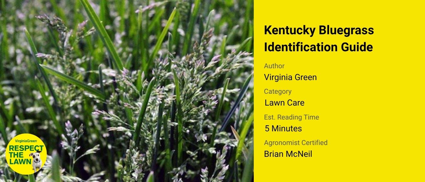 Kentucky Bluegrass Identification Guide