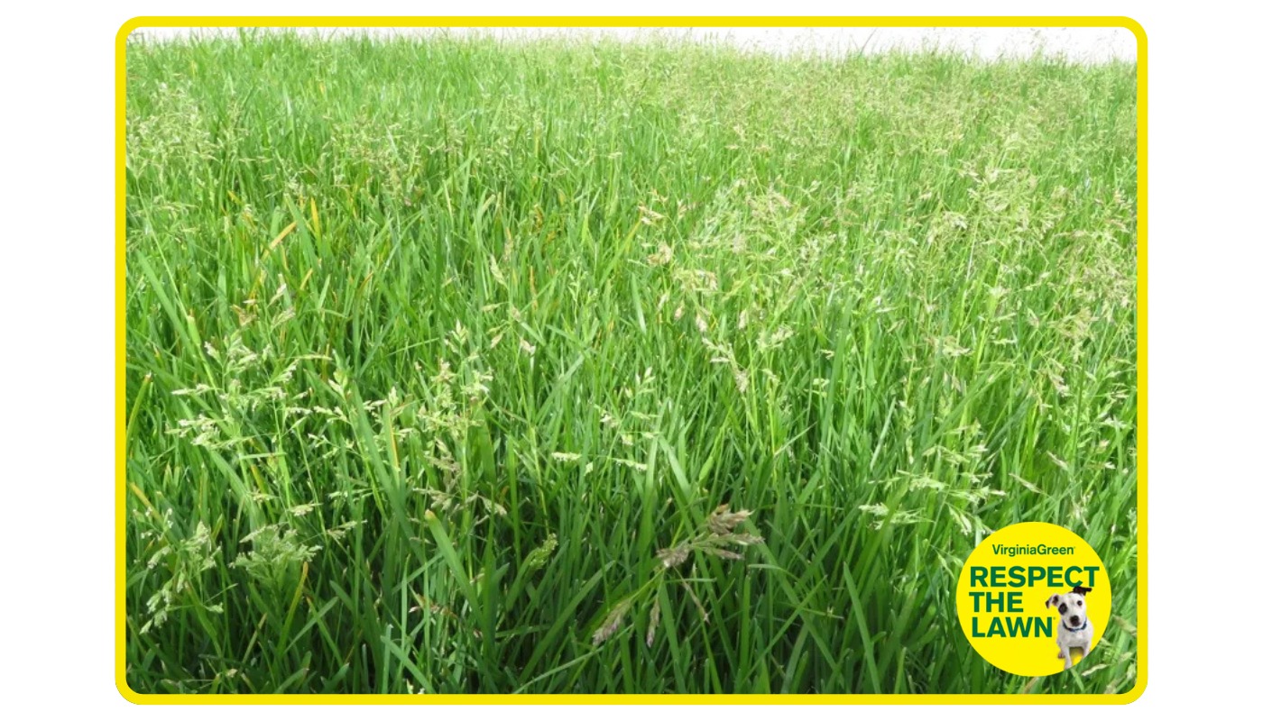 Kentucky Bluegrass in a Virginia lawn
