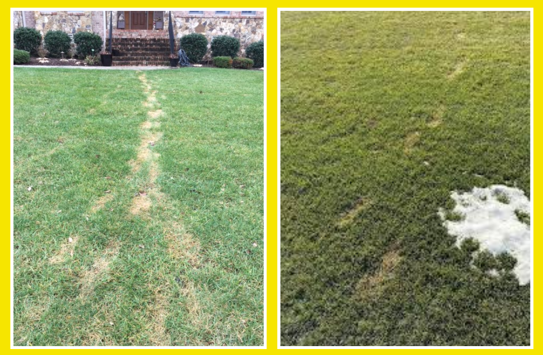 Virginia Green Lawn Care Image