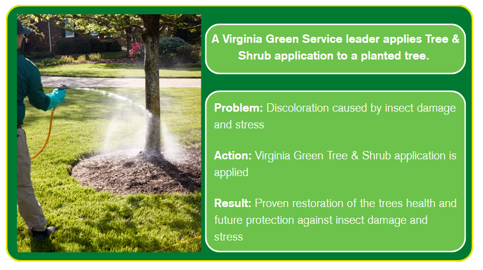 Tree and Shrub Care Service