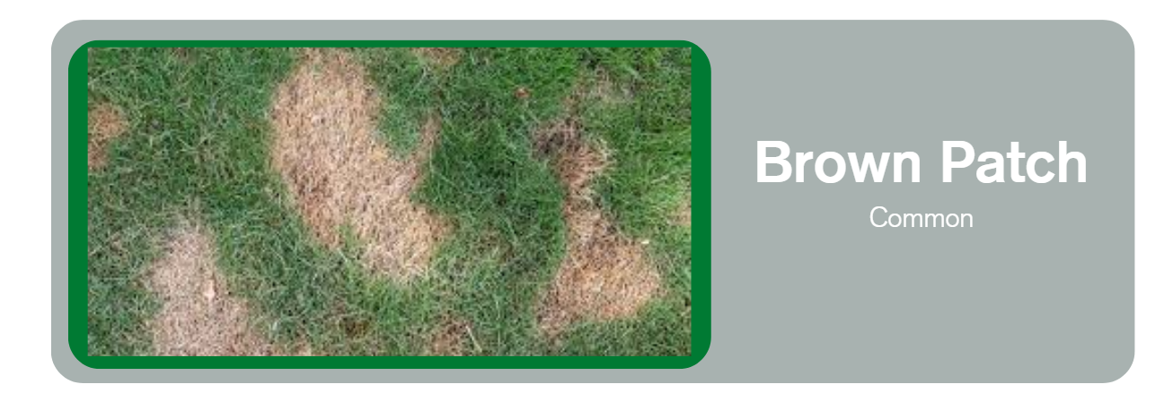 Tree and Shrub Care Service