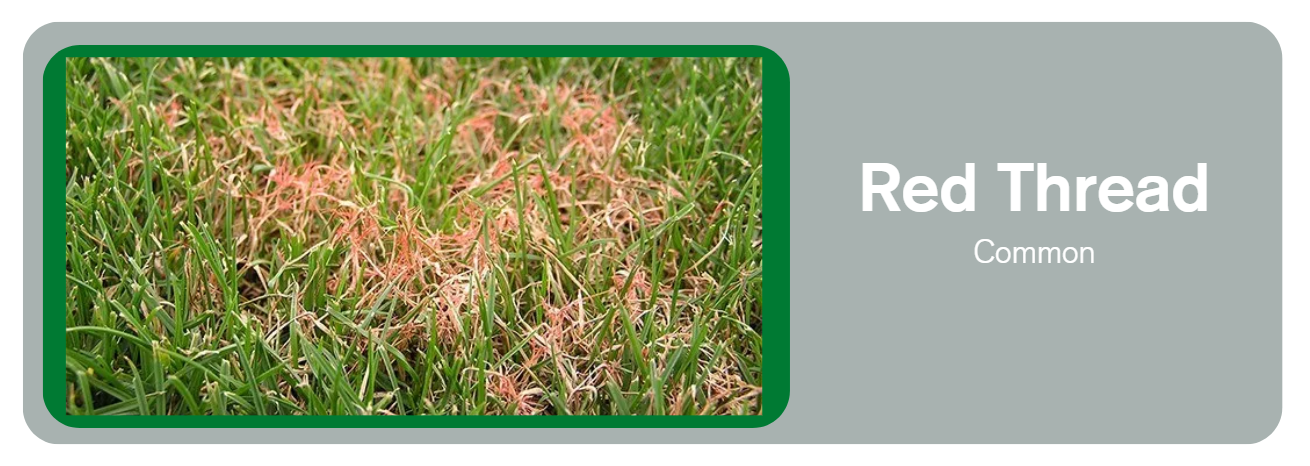 Tree and Shrub Care Service