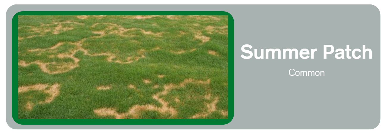 Tree and Shrub Care Service
