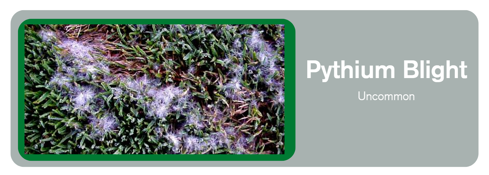 Tree and Shrub Care Service