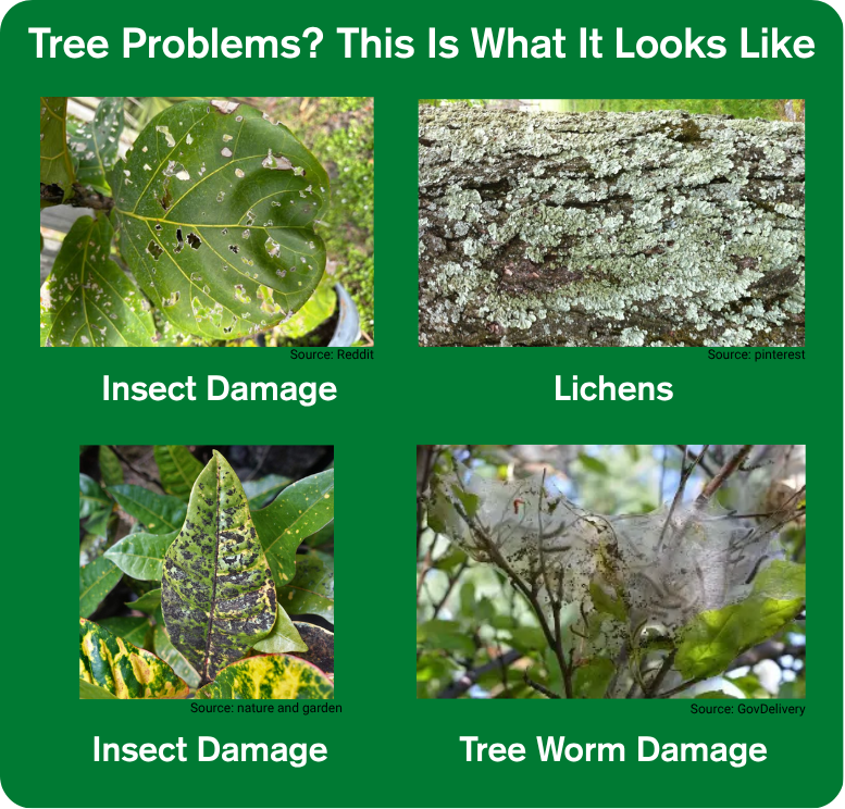 Proper lawn care starts with choosing the right grass type