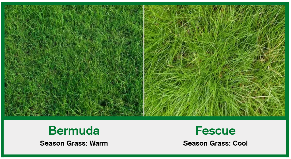 Proper lawn care starts with choosing the right grass type