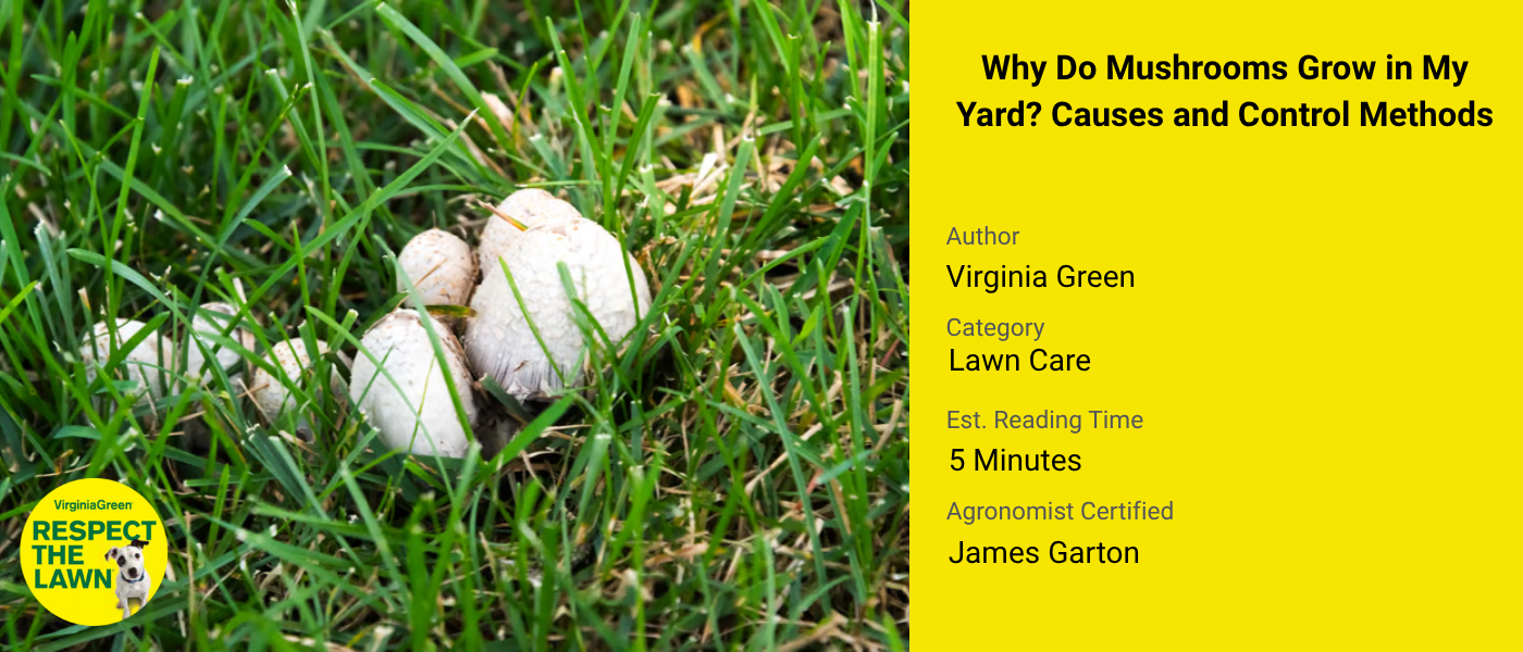 Warm Season Lawns vs Cool Season Lawns