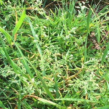 Poa Annua
