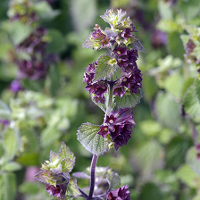 Purple Deadnettle