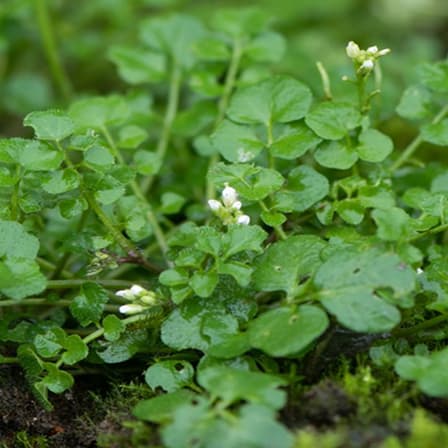 Bittercress