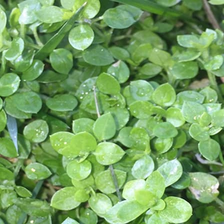 Chickweed