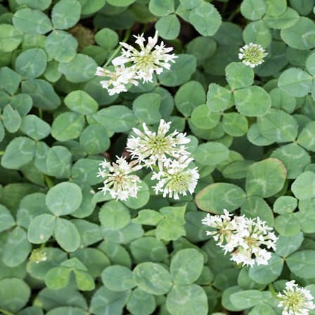 Clover