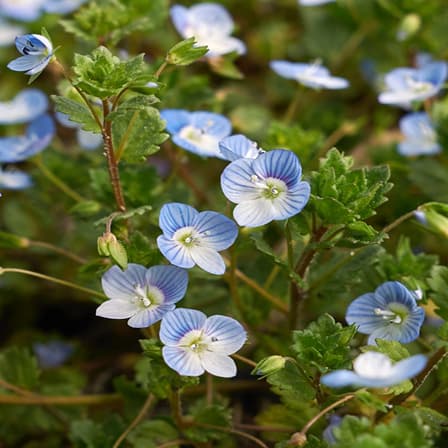 Corn Speedwell