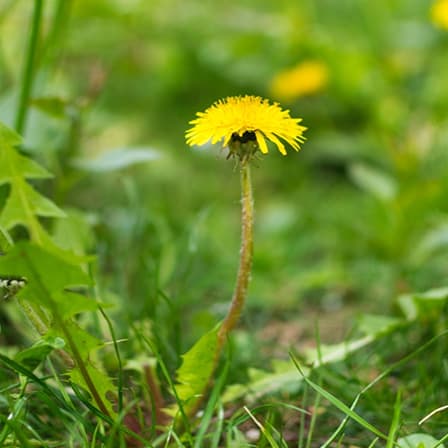 Dandelion
